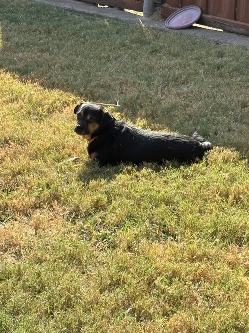 Photo 3 of Dolly
