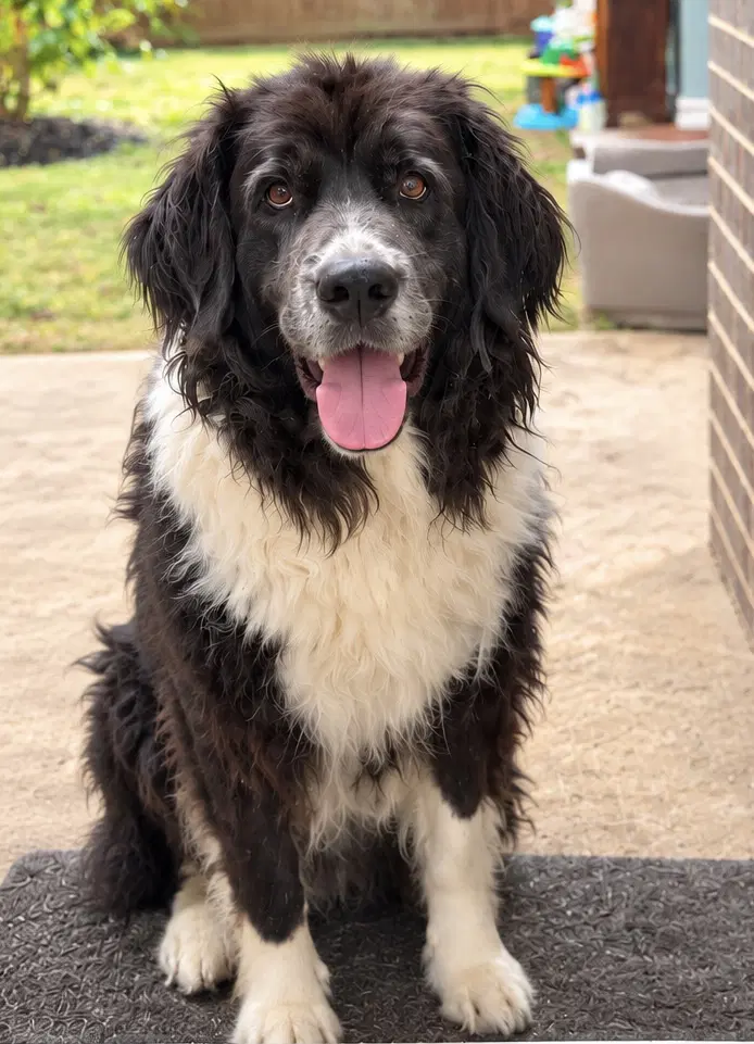 Sheba - Newfoundland Dog
