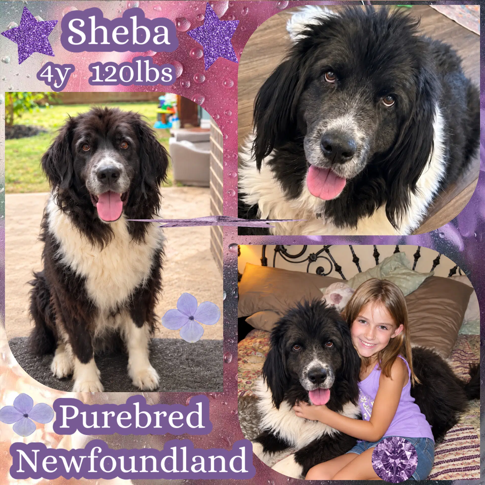Sheba image 4