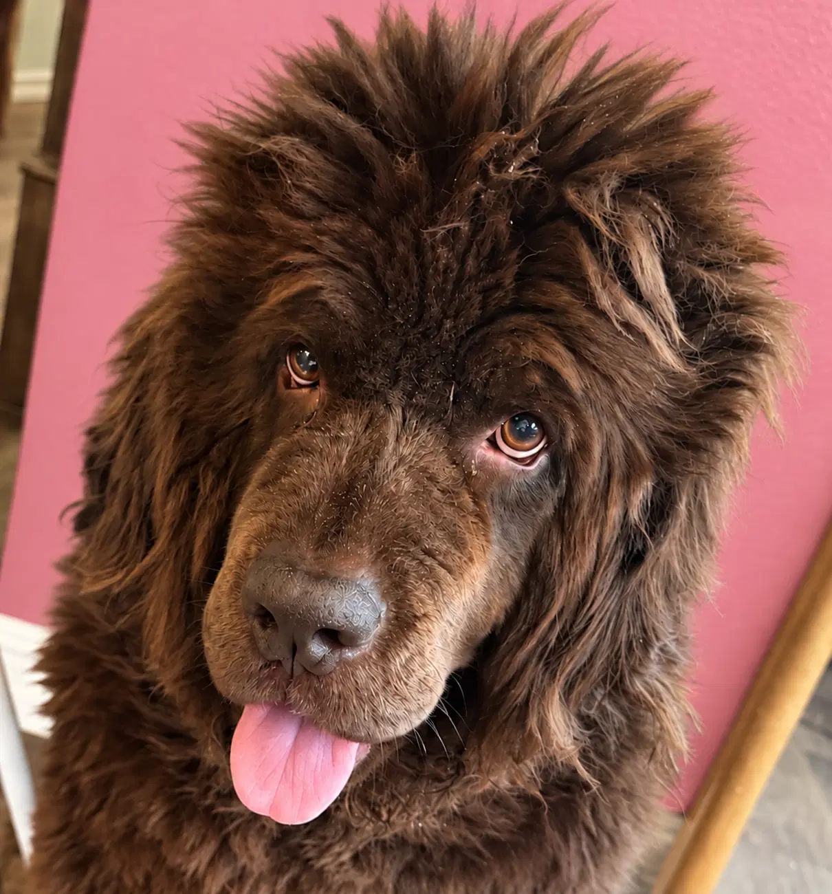 Coco image 2