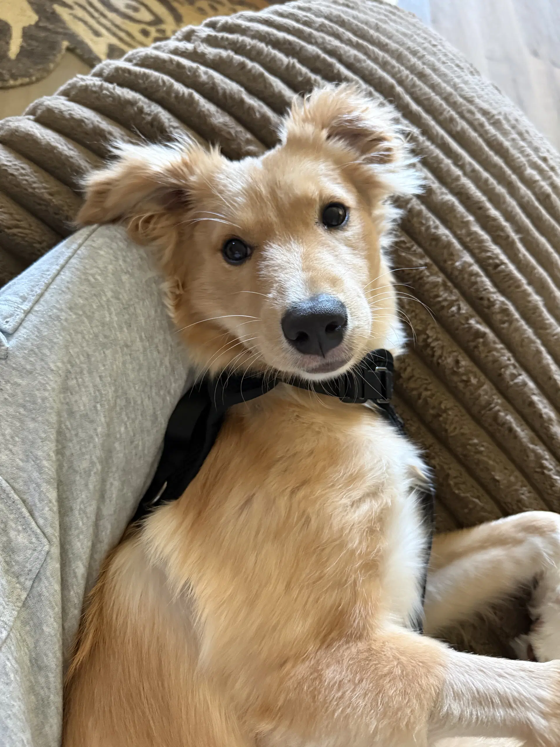 Lilly - Golden Retriever