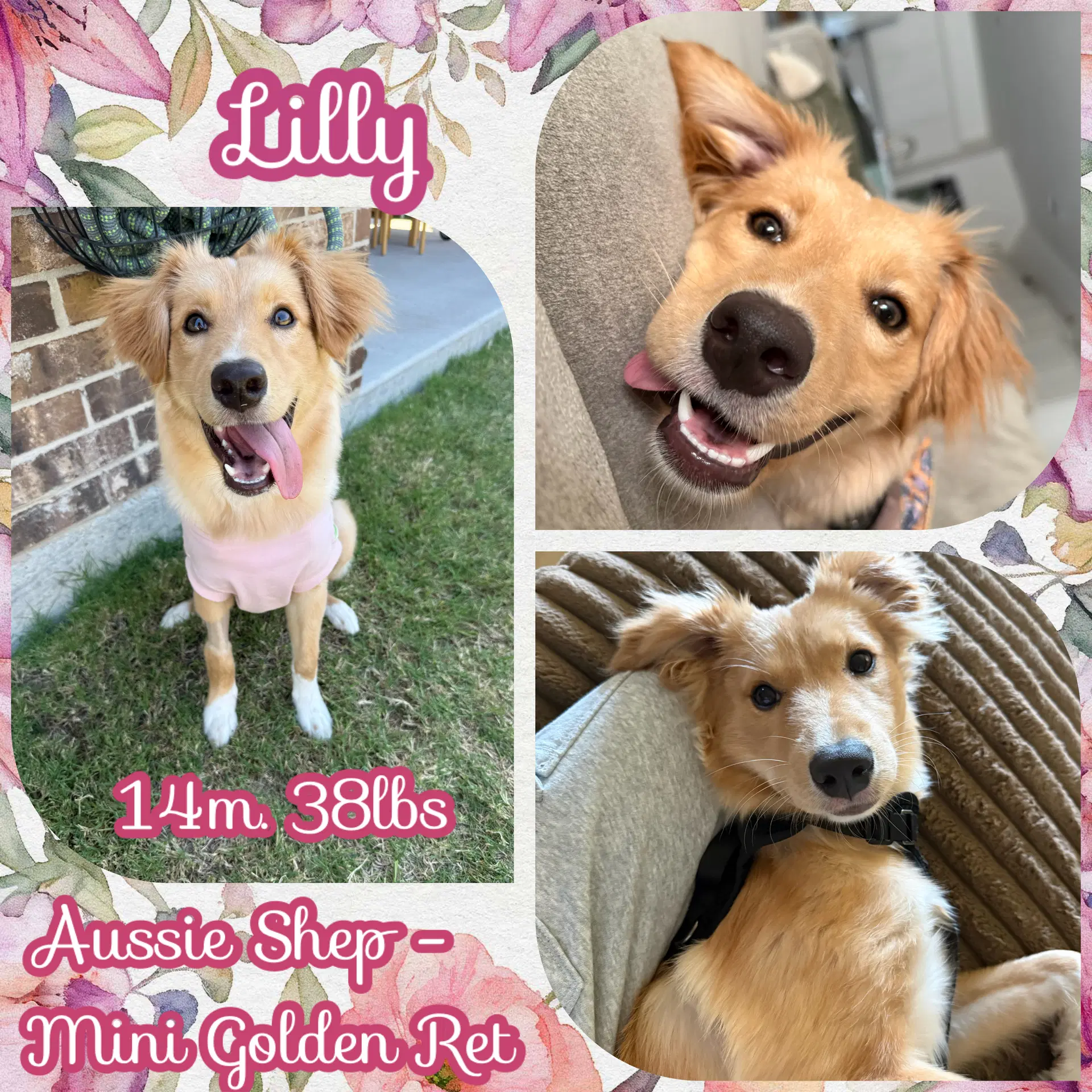 Lilly image 4