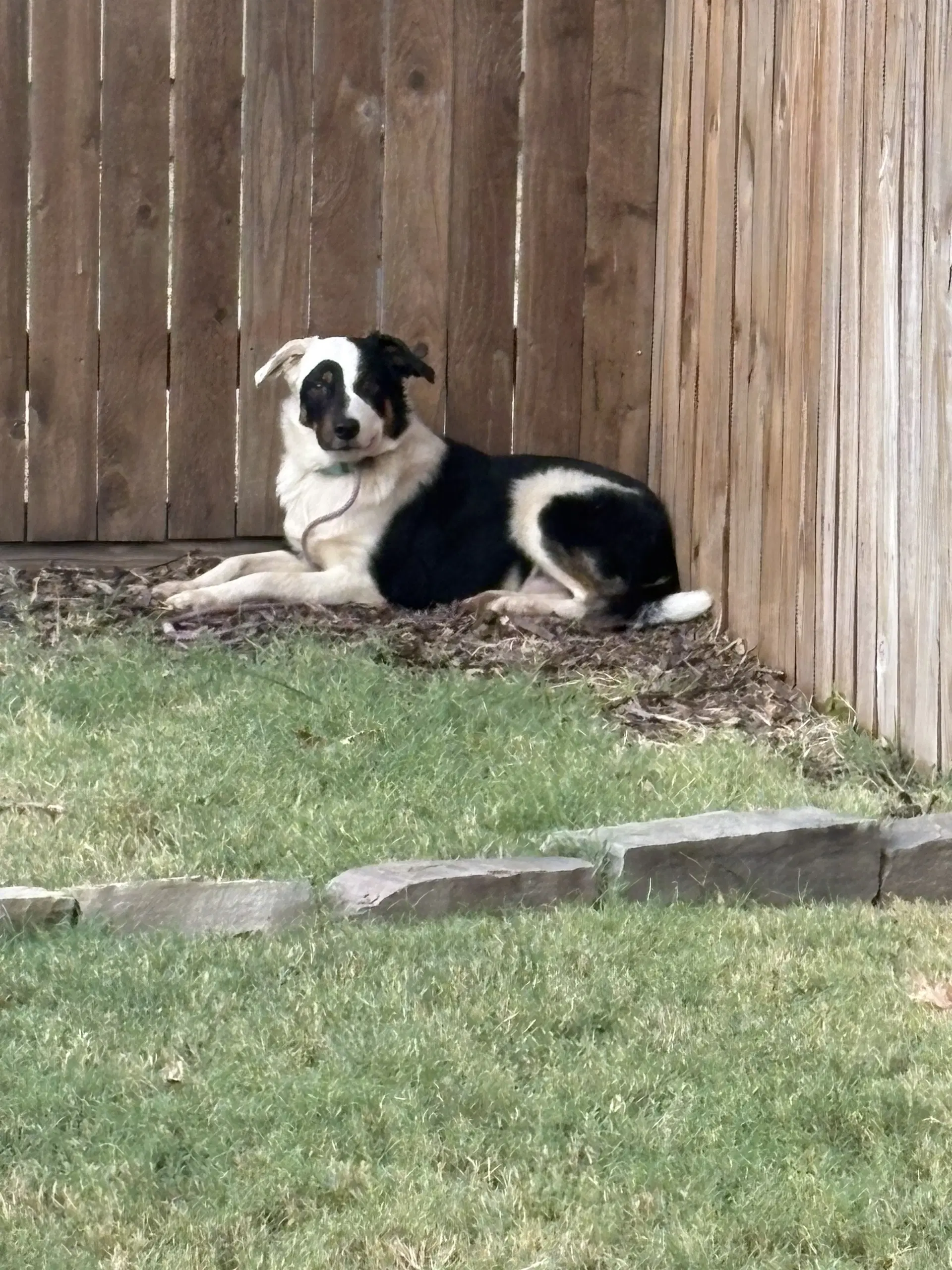 Blaze - Border Collie