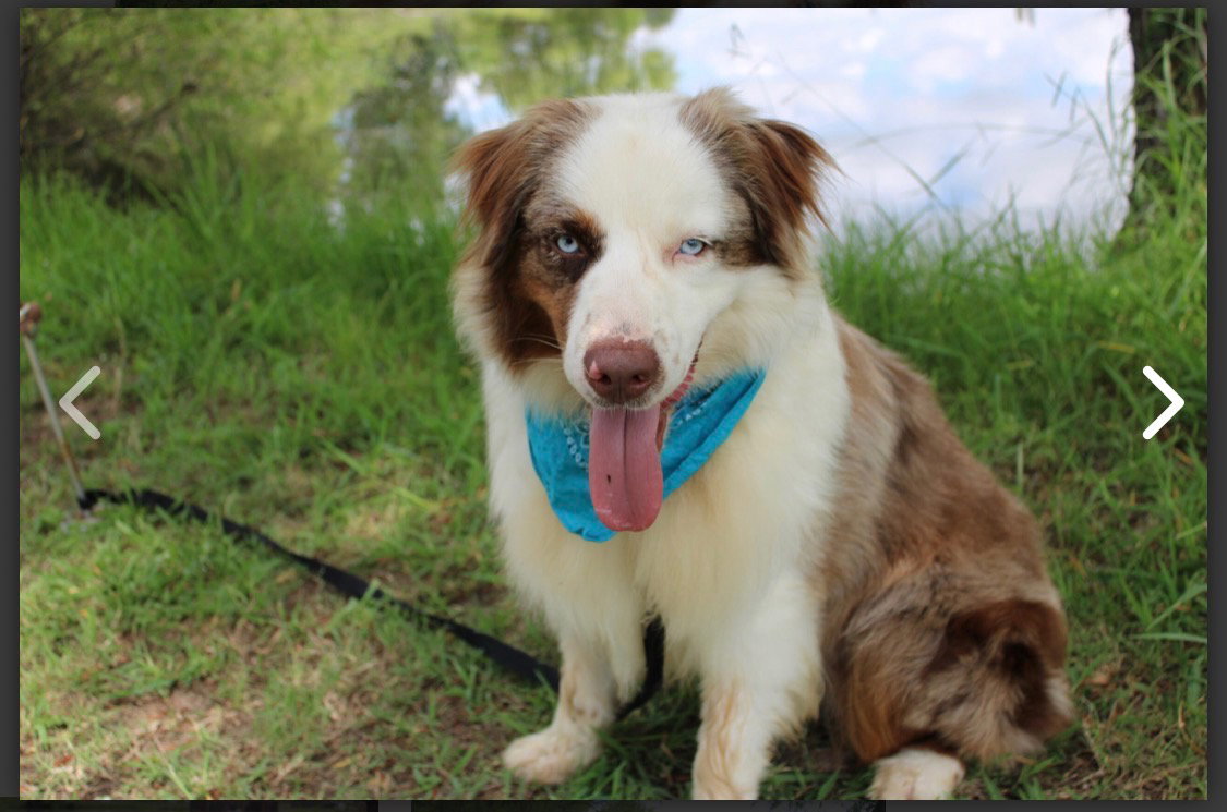 Bevo, Australian Shepherd