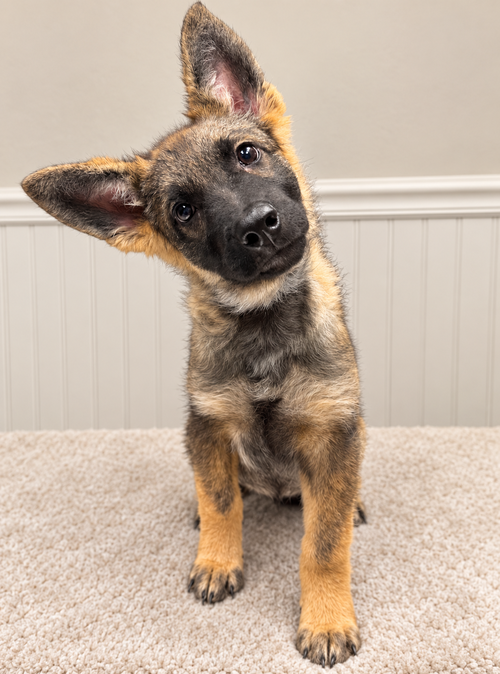 Heidi, German Shepherd Dog (short coat)