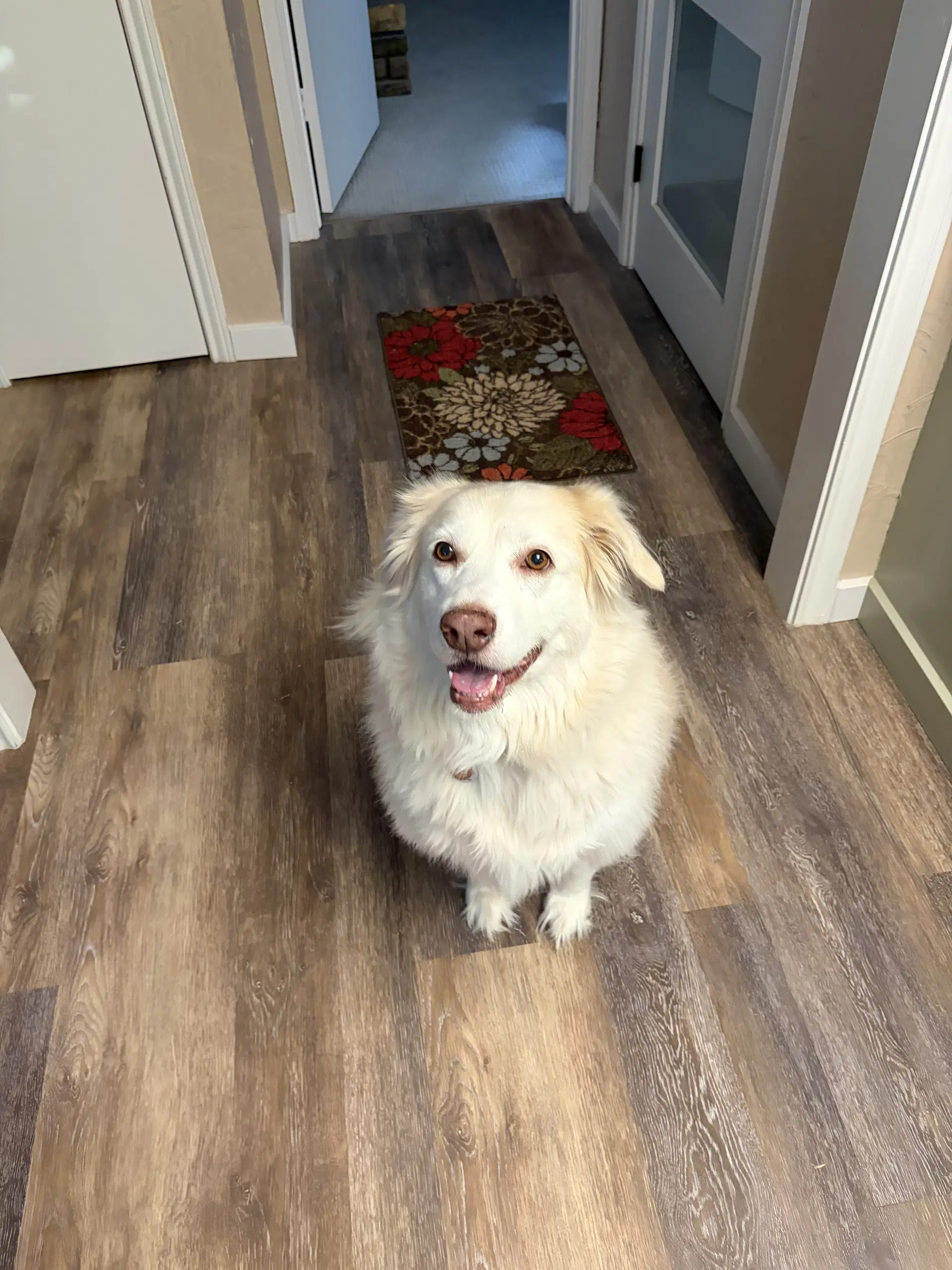Molly - Golden Retriever