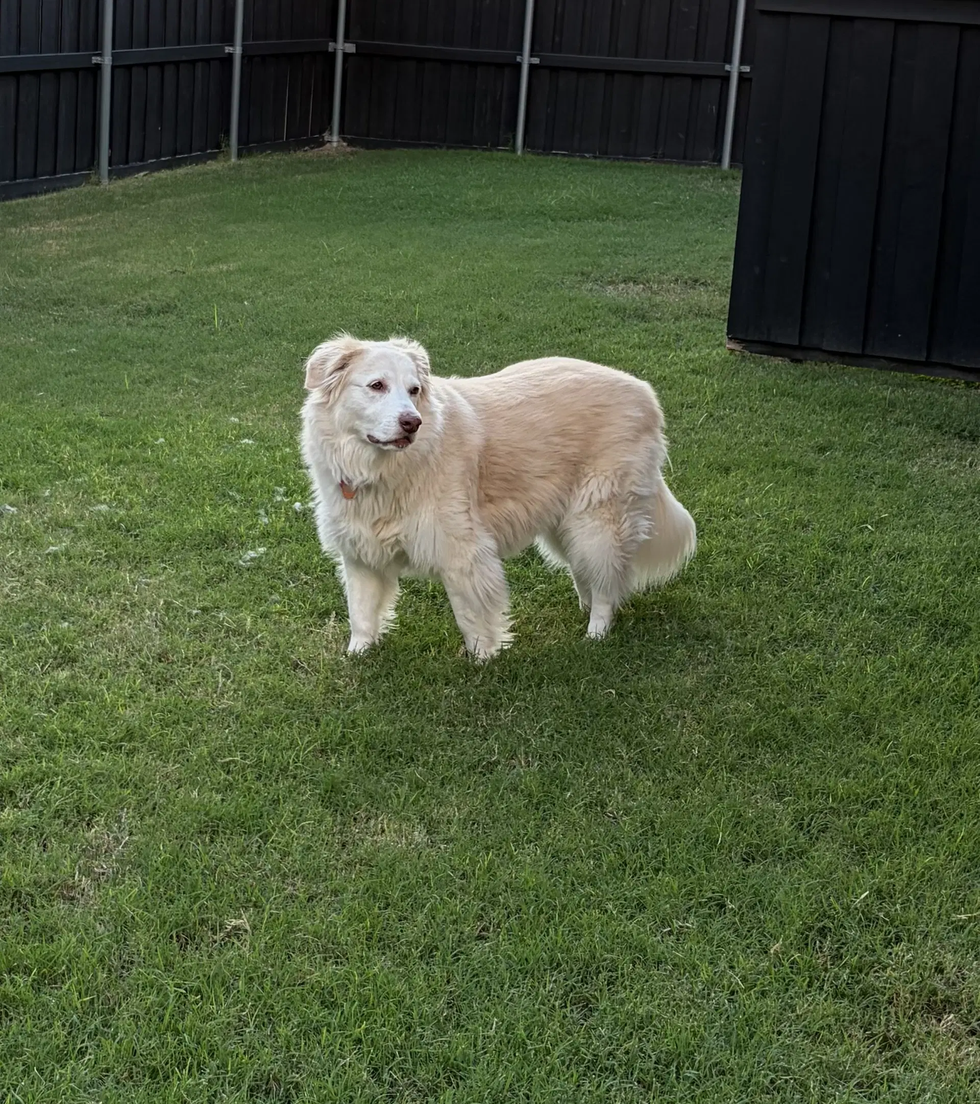 Molly image 2