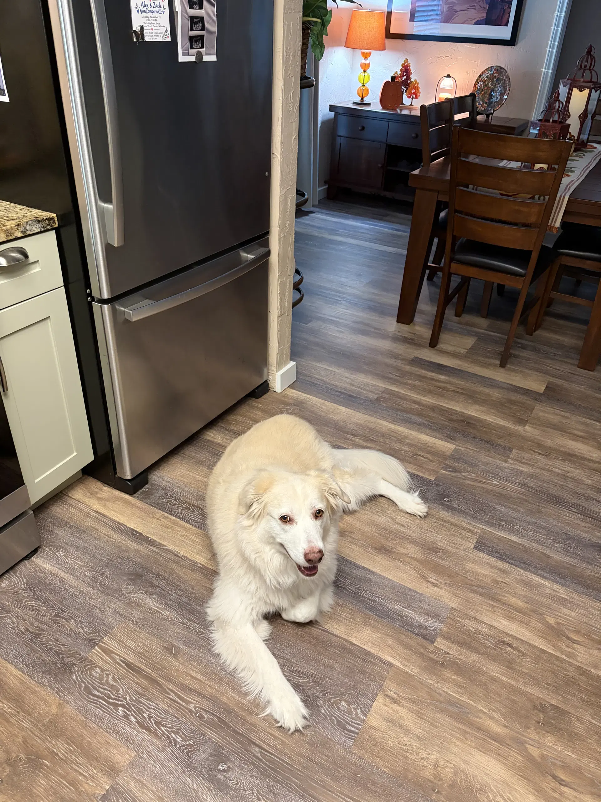 Molly image 3
