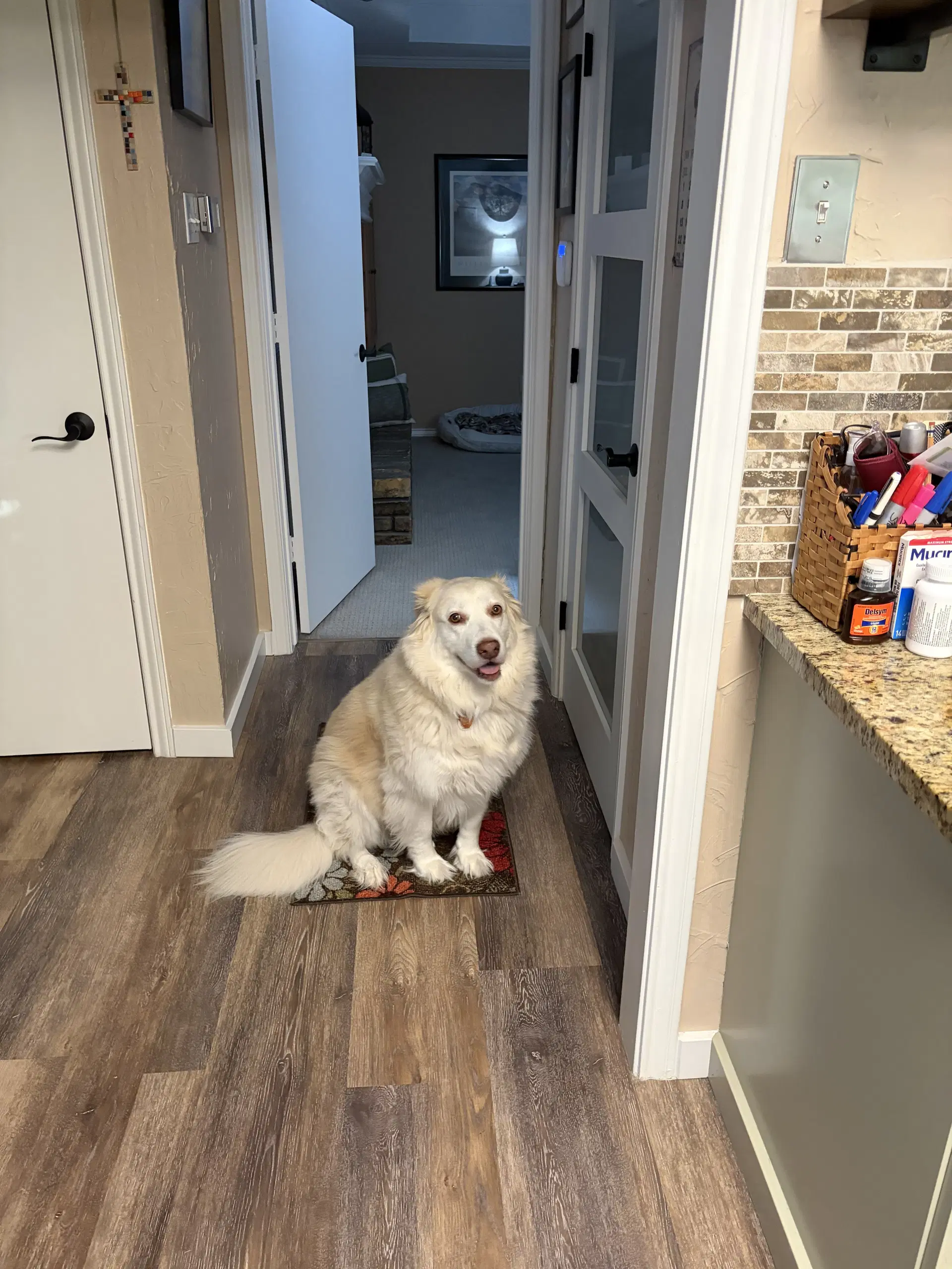 Molly image 4