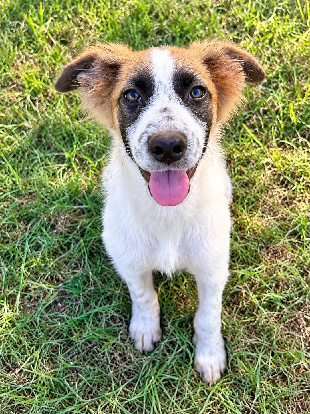 Phoenix - Australian Shepherd