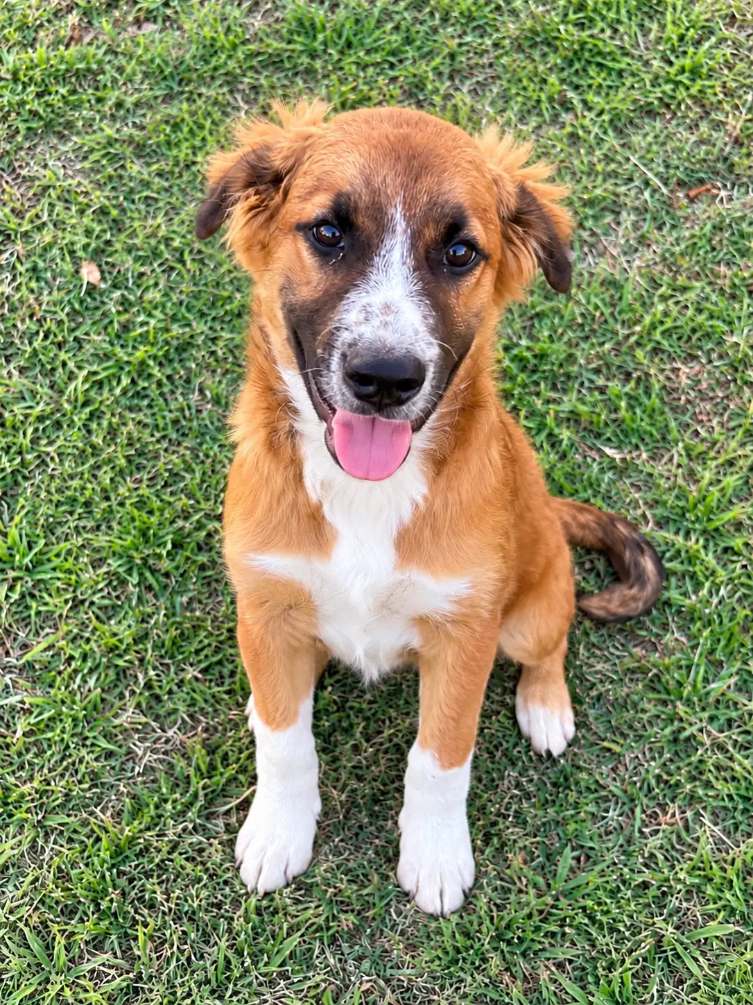 Daphne - Golden Retriever