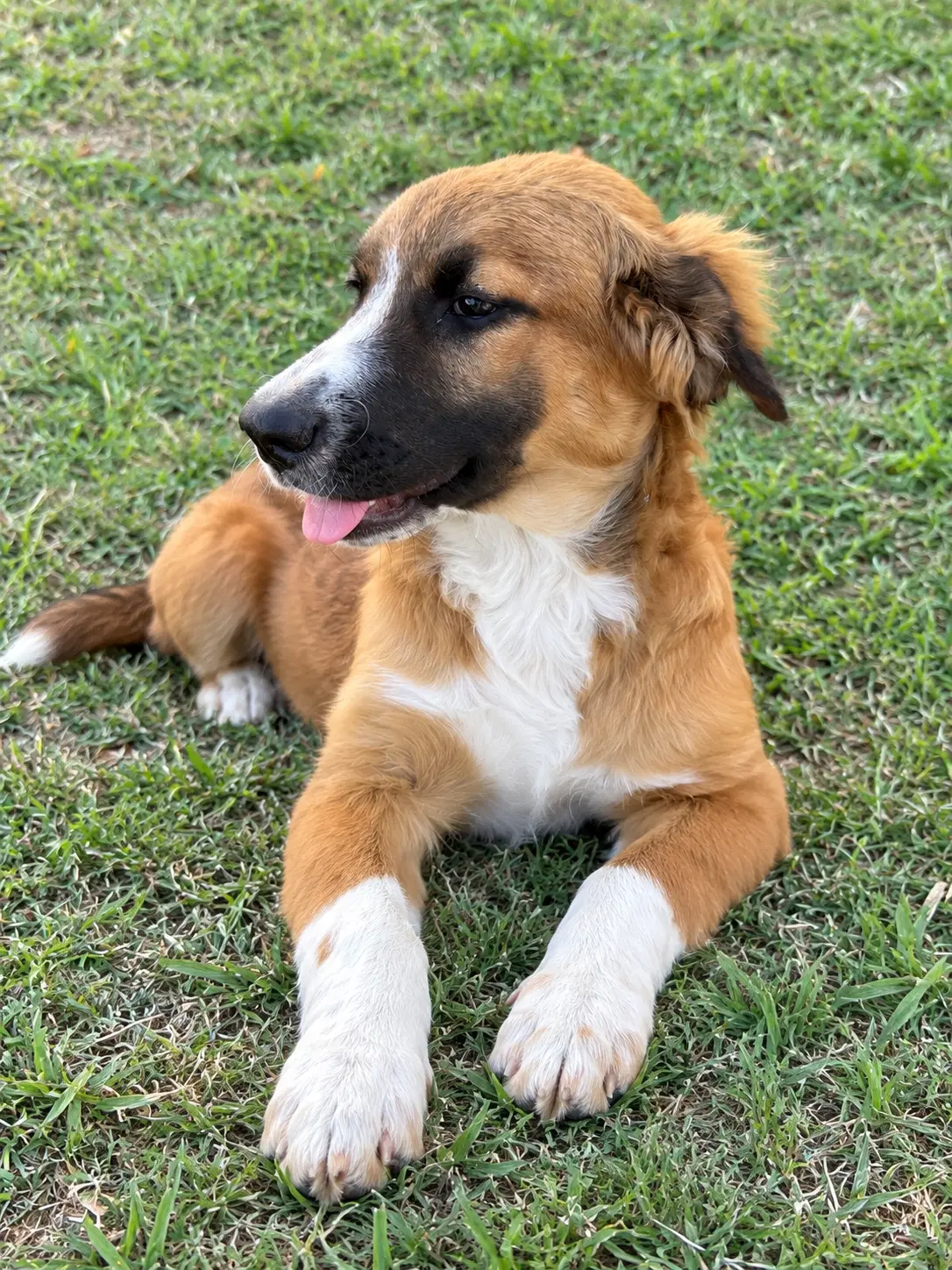 Daphne image 2