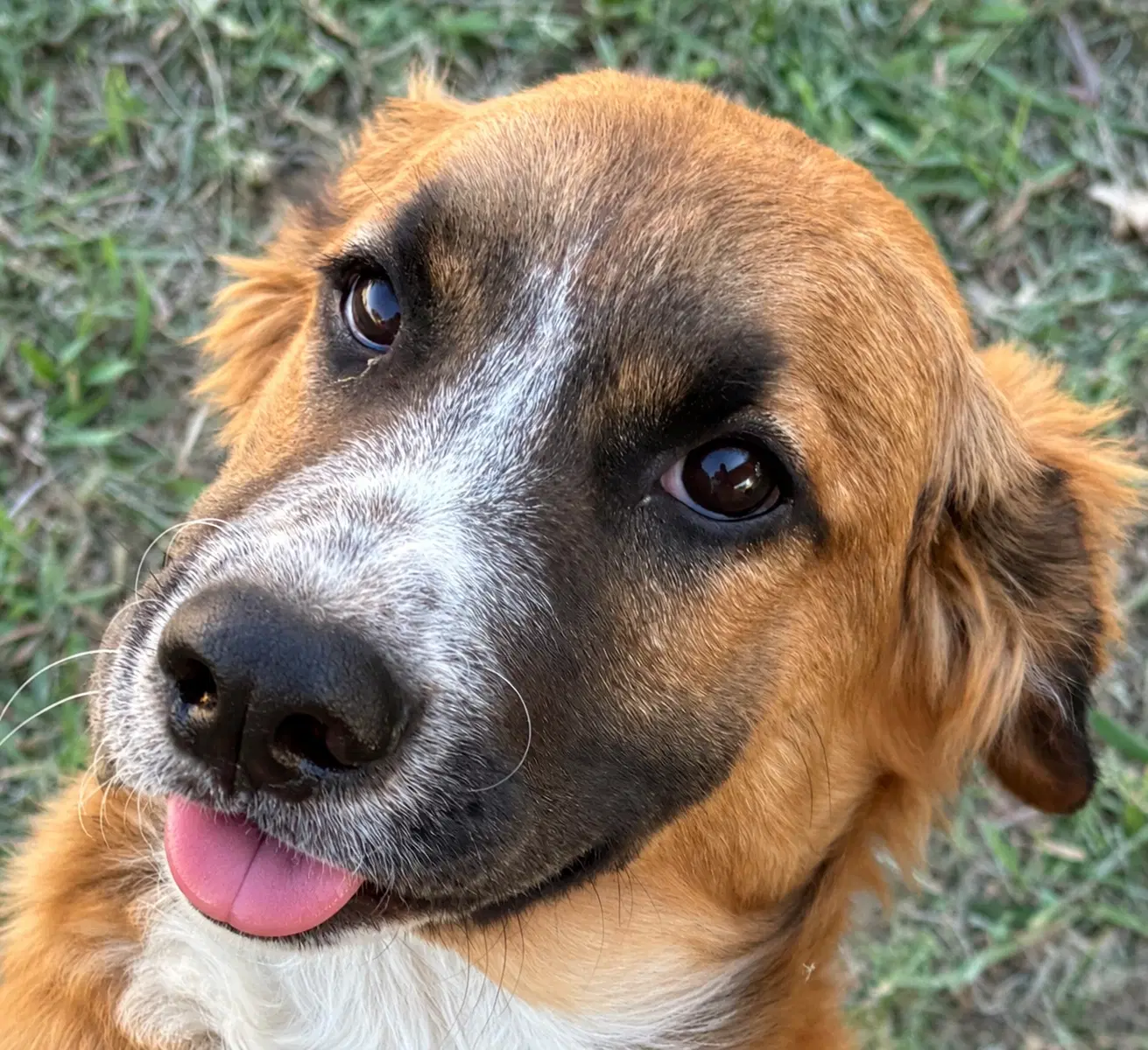 Daphne image 3