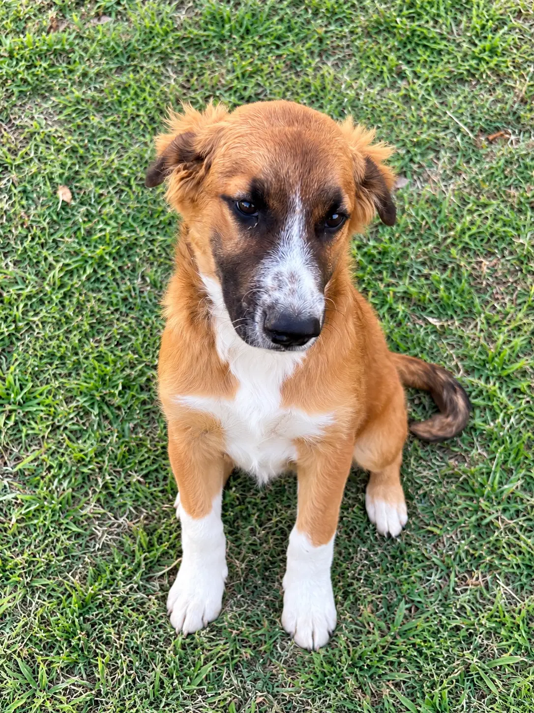 Daphne image 4