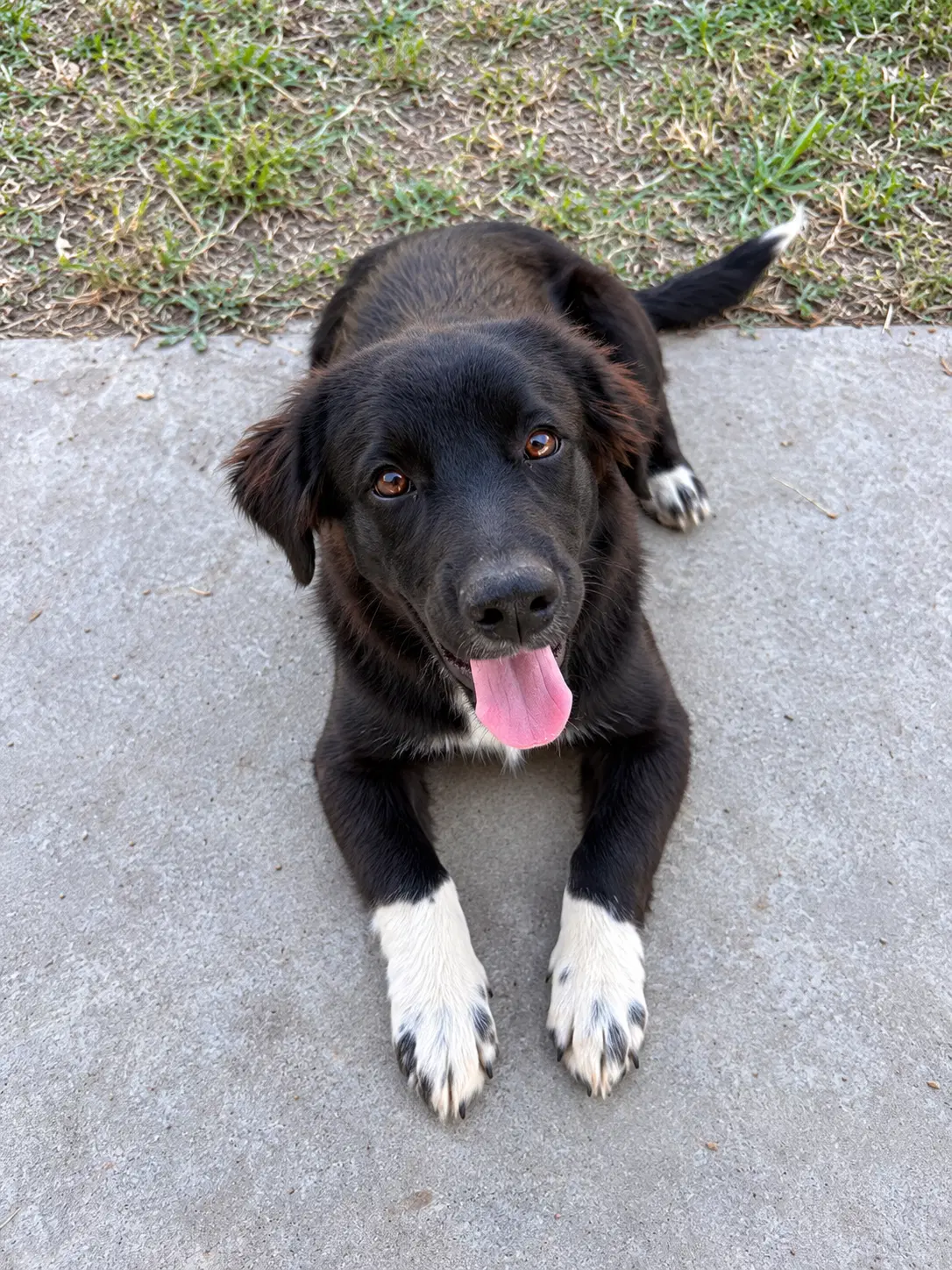Diesel - German Wirehaired Pointer