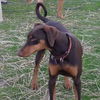 Dobi