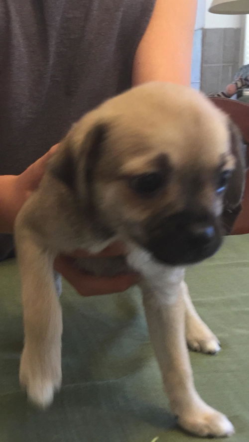 Sophie (Puppy!)