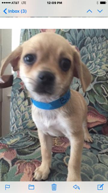 Burt (Puppy!)