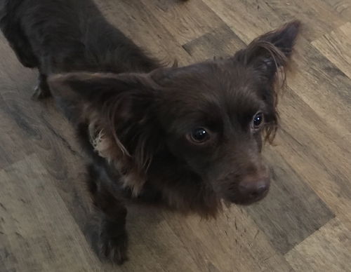 Brownie