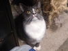 Sylvia