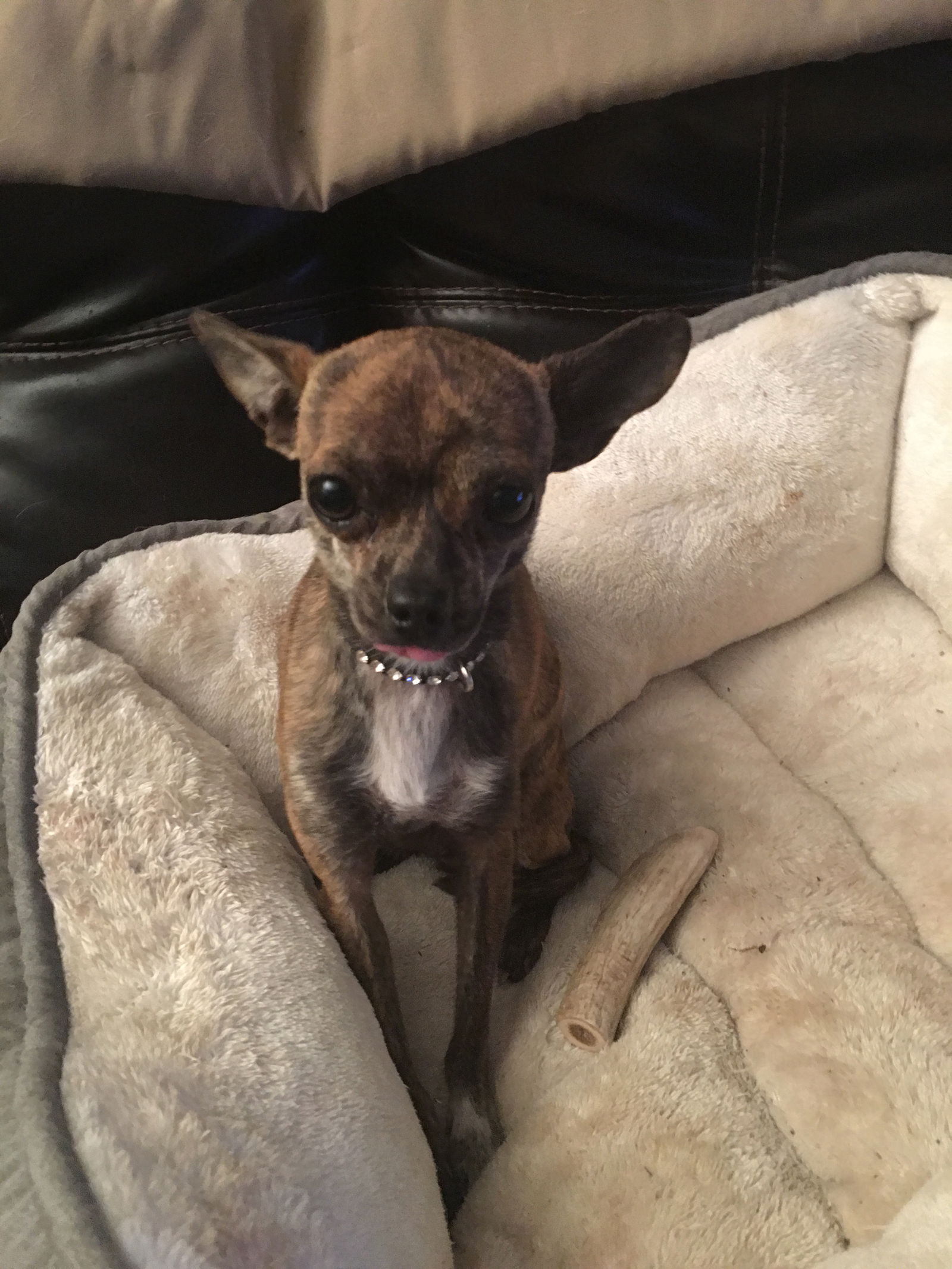 Brindle deer head store chihuahua