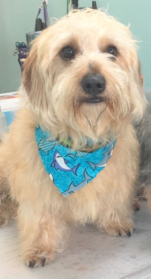 Scrappy