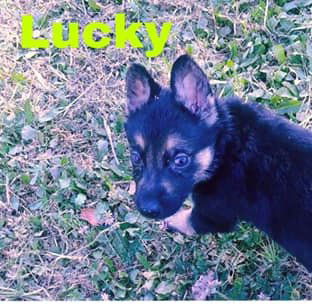 Lucky
