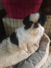 Miss Chinny Chinn