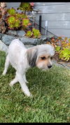 Augie
