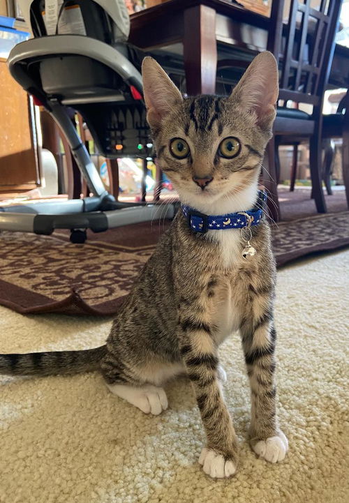 Mr. Pickles