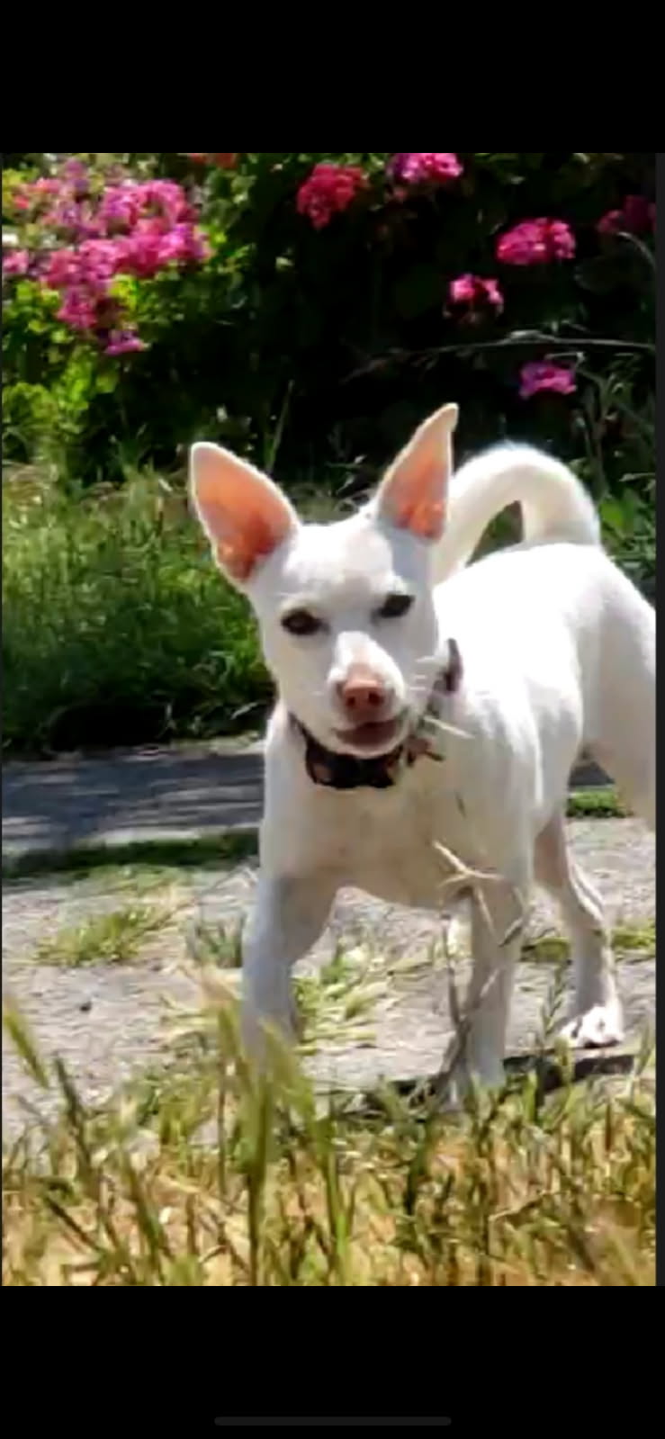 adoptable Dog in Santa Rosa, CA named Daisy