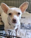 adoptable Dog in  named Diamond