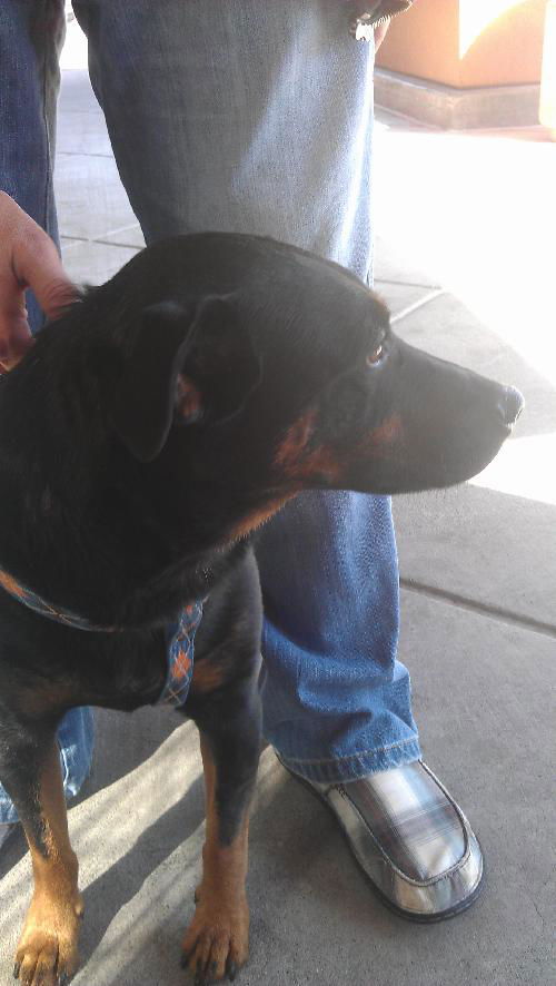 Buddy