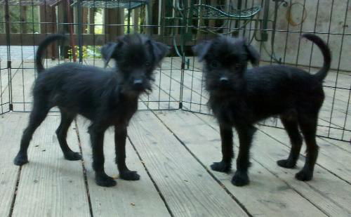 Bo & Luke Duke