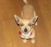 Sparky