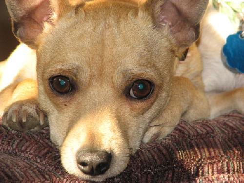 Sparky