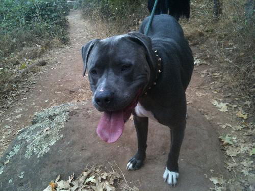 Tyson