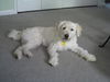Murphy