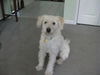 Murphy