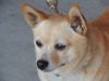 Lola