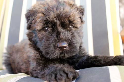 Mr. Theo Fluffy Pants