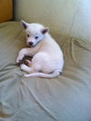 Shasta