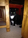 Blackie