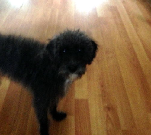 Susie Q