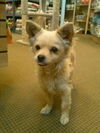 Buddy