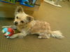 Buddy