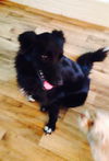 Sookie