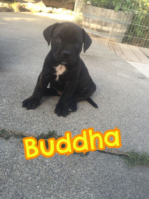 Buddha