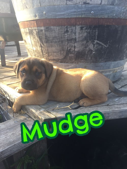 Mudge