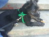 Rudy
